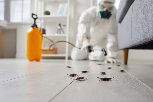 Commercial Kitchen Cockroach Control in Silver Firs